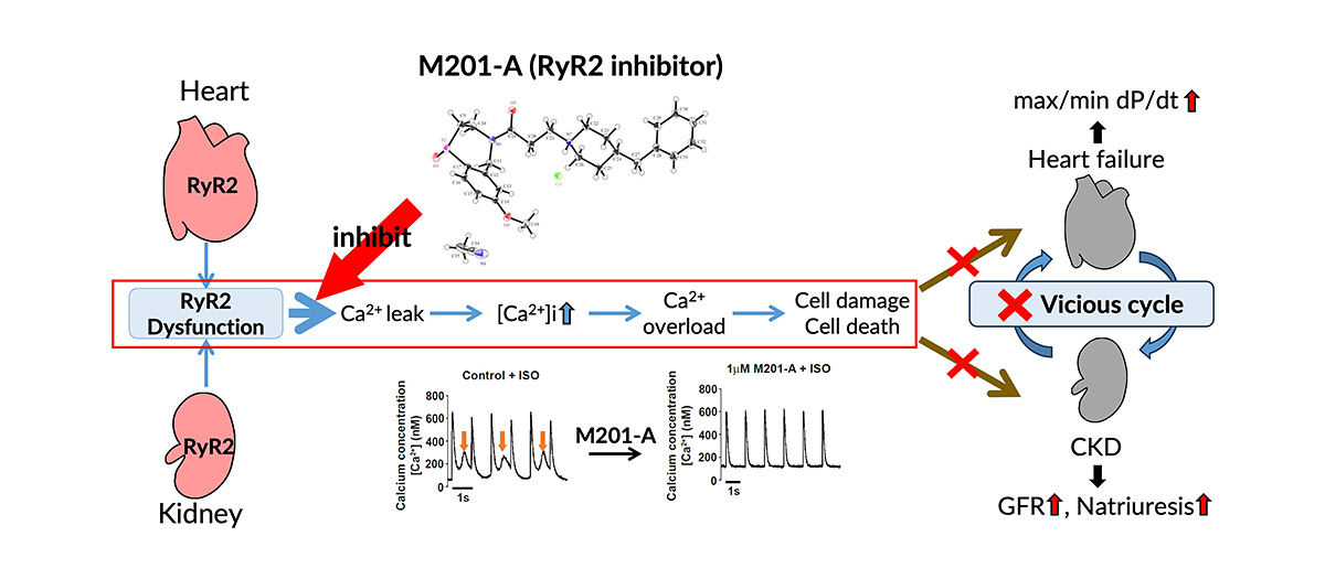 PC:M201-A(RyR2 inhibitor)