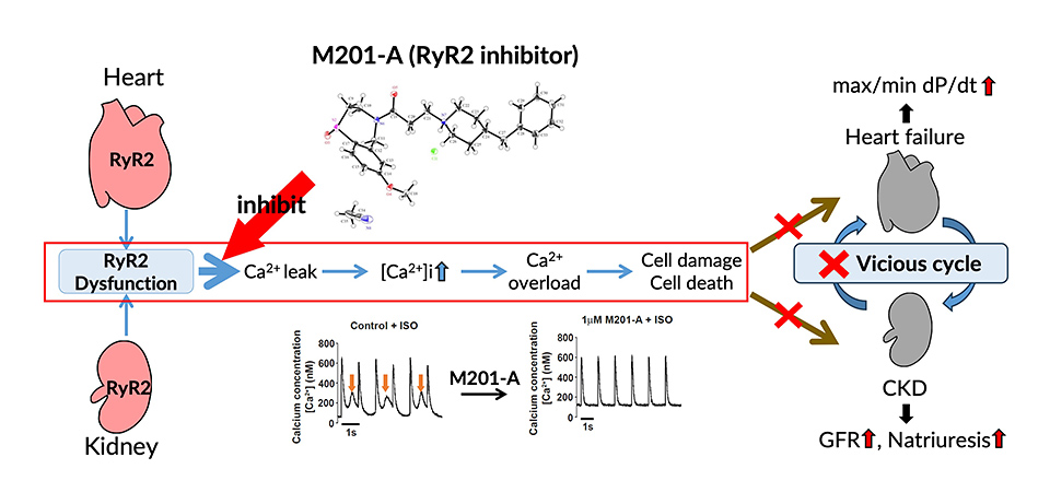 SP:M201-A(RyR2 inhibitor)